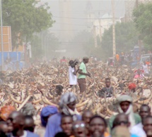 Magal 2018 : La parade spectaculaire des bœufs de Cheikh Béthio