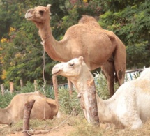Dans l’intimité des chameaux de Cheikh Béthio Thioune