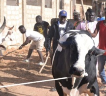 Gamou de Médina Baye : Aziz Ndiaye offre 12 bœufs et plus des barils d’huile