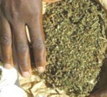 Sandiara et à Diamniadio : 71 kg de chanvre indien saisis