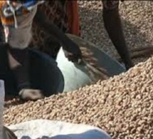 Commercialisation de l’arachide : les paysans du Saloum, dindons de la farce