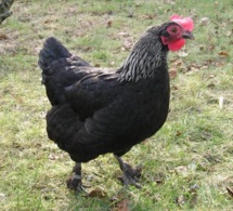 Bataille mystique: Modou Lô lâche sept poulets noirs à LSS , Balla Gaye 2 recrute un…