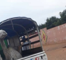 Le combat Modou Lô vs Balla Guèye s’annonce mystique – Un chameau dans une...