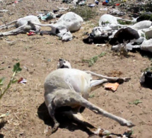 LOUGA/DRAME AU QUARTIER TOUBA SERAS: UNE VINGTAINE DE MOUTONS PÉRISSENT EMPOISONNÉS PAR DES PRODUITS PAS TOTALEMENT INCINÉRÉS PAR LES POUVOIRS PUBLICS
