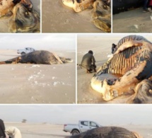 Vives craintes après l’échouage d’une baleine à la frontière sénégalo-mauritanienne