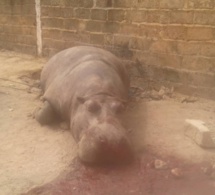 Kédougou : un hippopotame crée la panique dans la commune