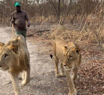 Le Professeur Issa Sall prend du bon temps au milieu des lions