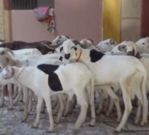 Le voleur Abou Hann retourne des moutons après être resté 2 jours sans aller aux toilettes