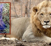 Afrique du Sud : un braconnier tué par un éléphant, puis dévoré par des lions
