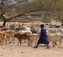 Drame à Samine: Un berger tué