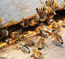 Kaffrine: des abeilles tuent un enfant, un autre dans un état critique