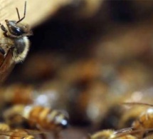 Kaffrine : les abeilles font encore des dégâts, 6 personnes évacuées à l’hôpital