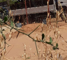 Vidéo – Cimetière Bakhiya de Touba fin prêt pour accueillir la dépouille de Cheikh Béthio Thioune