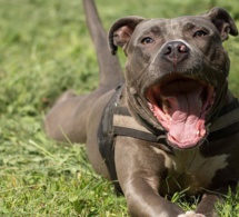 Attaqué par un pitbull: La situation du talibé Abdoulaye Baldé préoccupante