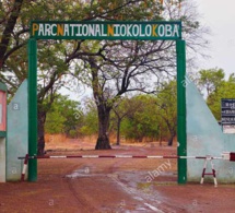 Exploitation illégale d’or à Niokolo Koba: Un autre maire entendu par la gendarmerie