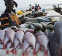 Exportation de farine de poisson : Greenpeace dénonce cette pratique