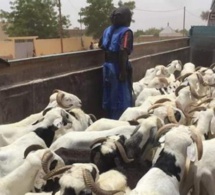 Le khalif général des « Baye Fall » offre 570 moutons à serigne mountakha Mbacké