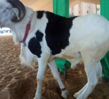Tabaski : Le président offre un joli mouton à l’imam de Massalikoul Djinane