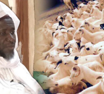 Moutons, chèvres, boeufs : Cheikh Mahy Cissé à la rescousse des nécessiteux