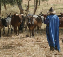 Hivernage tardif et situation difficile pour le bétail: les éleveurs appellent l’Etat à l’aide