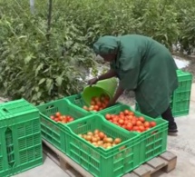 Domaine agricole de Keur Momar Sarr: l’Etat relance le projet après 2 ans d’arrêt