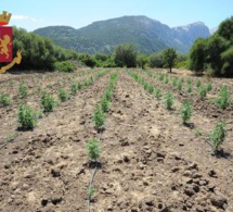 Italie : Arrestation d’un sénégalais « gérant » d’une plantation de marijuana