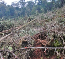 Pourquoi la forêt amazonienne brûle aussi en Bolivie