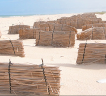 Saint-Louis- Protection de la langue de Barbarie : Un projet favorise le développement des dunes de sables
