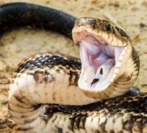 Thiès : Un charmeur de serpents tué par un serpent