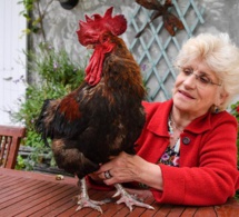 Tribunal correctionnel de Rochefort : un coq accusé de nuisance sonore gagne son procès