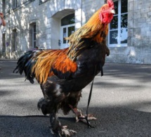 Un coq accusé de nuisance sonore, gagne son procès