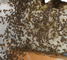 Guwé à l’île à Morphil: Une attaque d’abeilles fait 3 morts