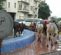 Divagation des animaux dans Dakar : Le Djaraf parle de mystique