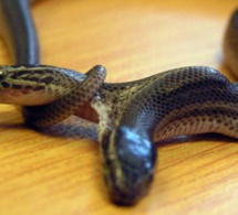 Un serpent à deux têtes découvert à Bali