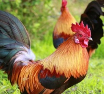 Attaquée par un coq, une femme australienne décède de ses blessures