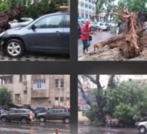 Violent orage : Un arbre déraciné par le vent, fait des dégâts devant Sorano