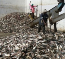 Farine de poisson : Un casse-tête à Dakar pour l’État