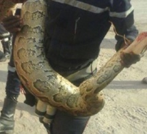 PANIQUE AUX HLM DE GOLF SUD: Un serpent dangereux terrorise les populations