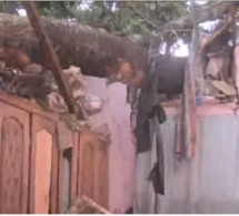 Drame à Thiès : Sous l’effet d’un vent violent, un arbre tombe sur un bâtiment et tue une femme