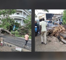 Orages à Dakar: Deux arbres terrassés par le vent sur l'avenue Lamine Guèye