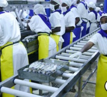 Mbour: Scandale à IKAGEL de Mballing: 150 employés renvoyés