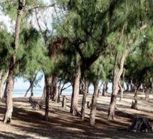 Conflit foncier à Mbour : La déclassification de la forêt classée de Nianing refusée
