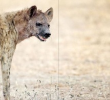 Porokhnane : Une hyène sème la terreur dans un village