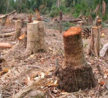 Kolda: Un exploitant forestier tue son épouse âgée de 17 ans