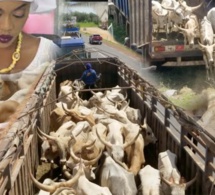 Célébration du Gamou 2019 : Sokhna Aida Diallo convoie 5 camions de bœufs à Médinatoul Salam