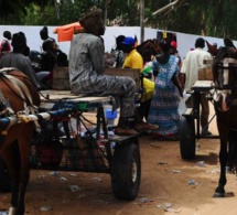Gamou : Les charretiers indésirables à Tivaouane