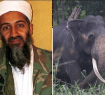 Inde: Un éléphant surnommé Oussama ben Laden piétine cinq personnes à mort