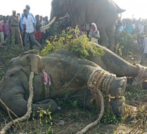 Inde: les autorités prennent des dispositions concernant l’éléphant surnommé ”Oussama ben Laden”