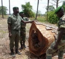 Coupe illicite de bois : 9 Burkinabés arrêtés à Kédougou