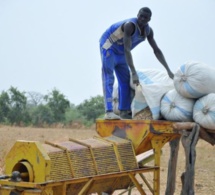 Conseil des Ministres- Campagne arachidière : Le prix d’achat au producteur fixé à 210 CFA/kg
